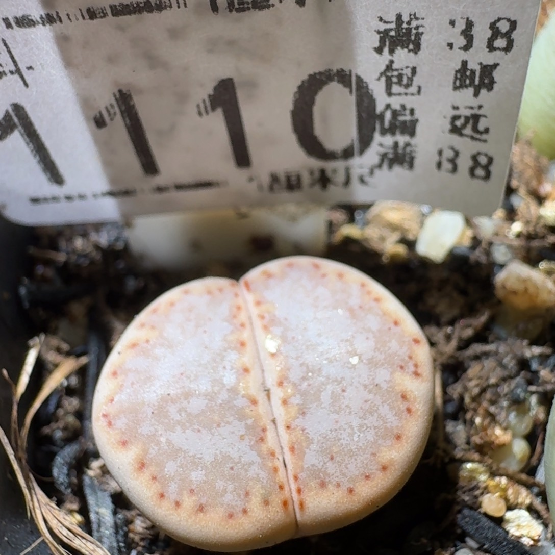 Sss精选优质石头1110