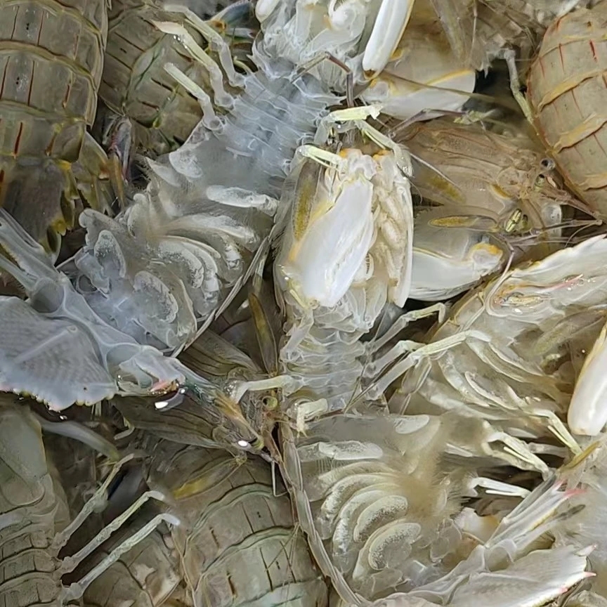 【鲜活双拼】梭子蟹+皮皮虾混搭【保鲜不保活】