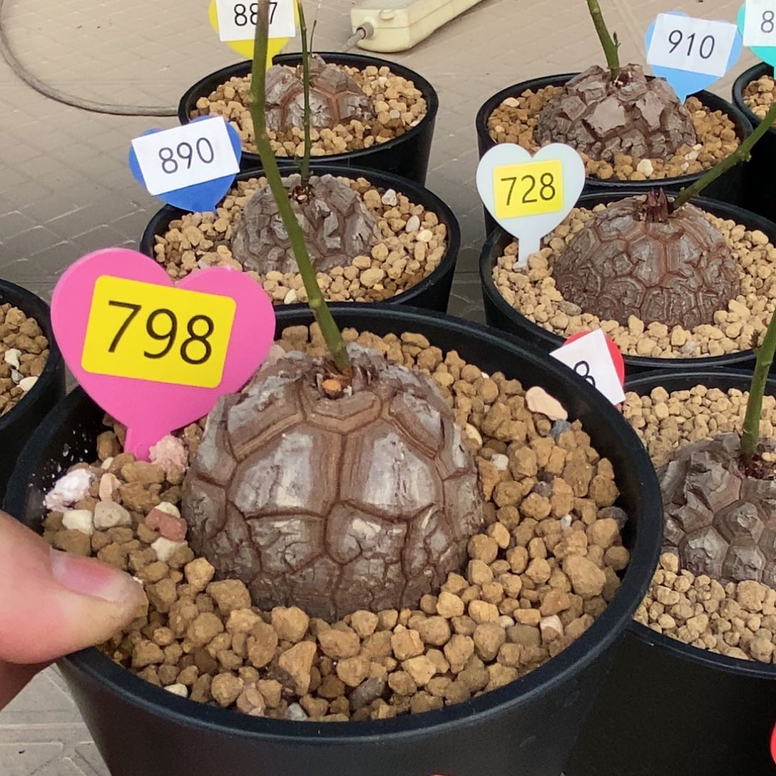 南非龟甲龙龟甲龙