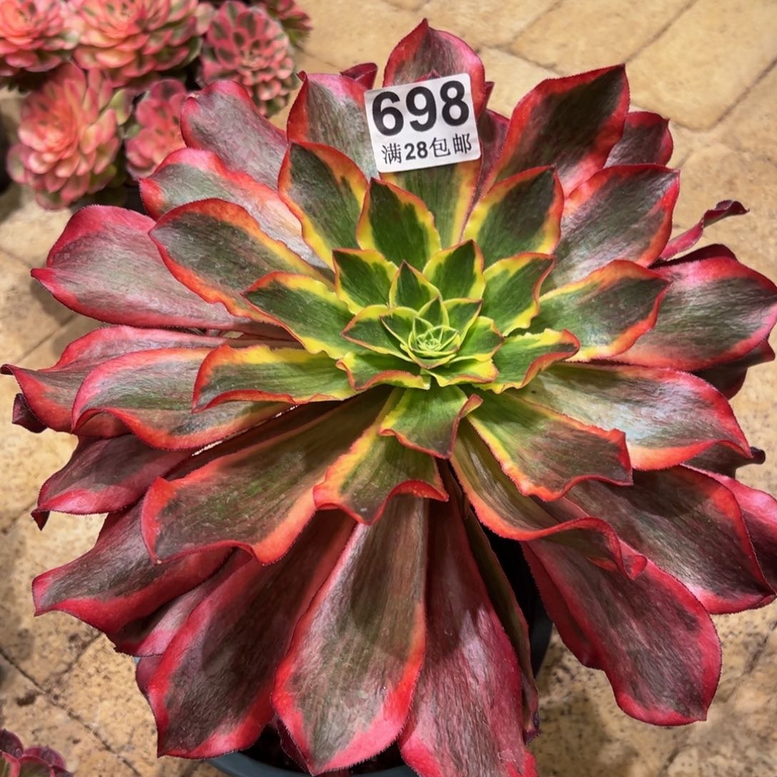 欣*多肉植物698魅影