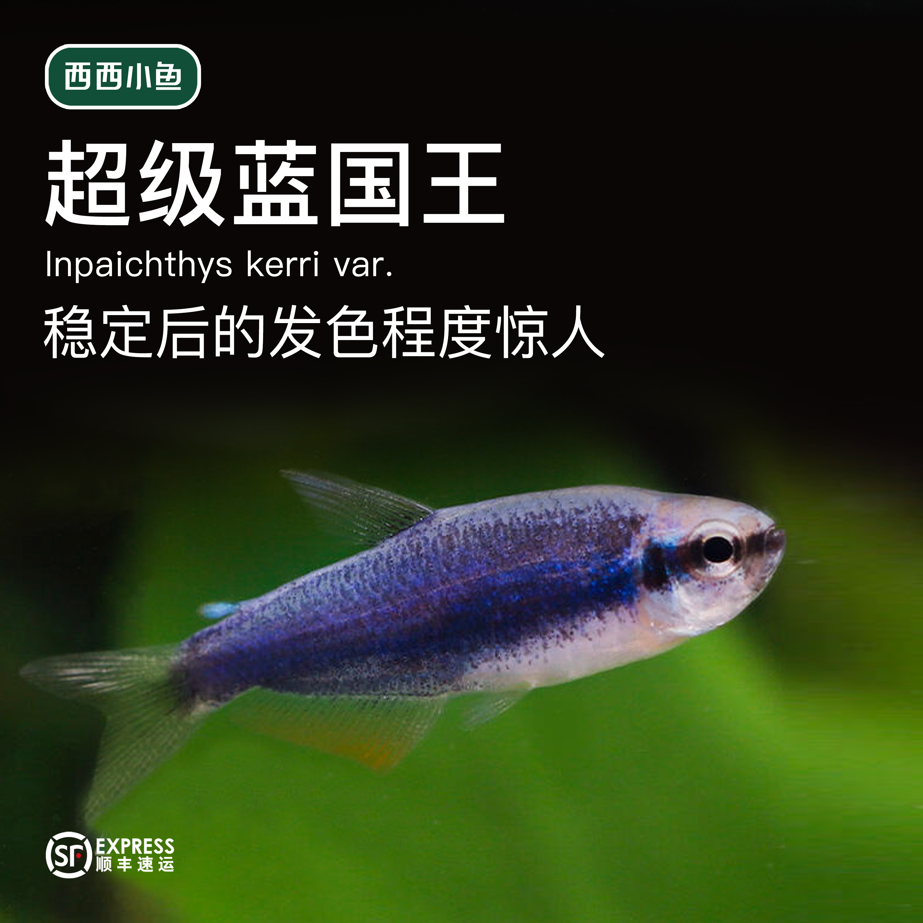 西西小鱼 超级蓝国王 灯科鱼