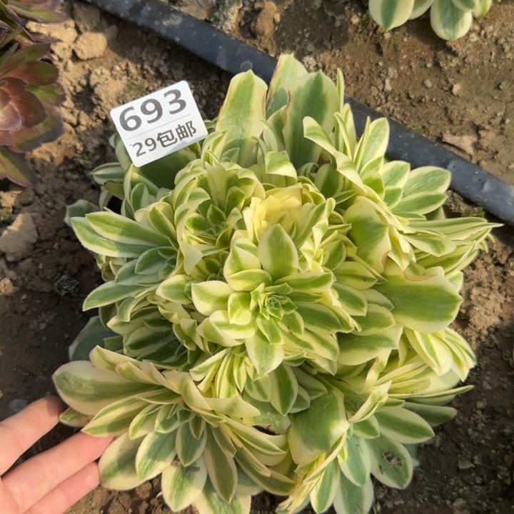 迈巴赫……多肉植物……