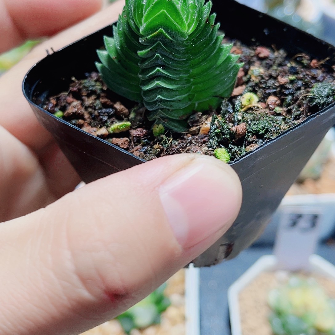 带盆中好小精品肉肉