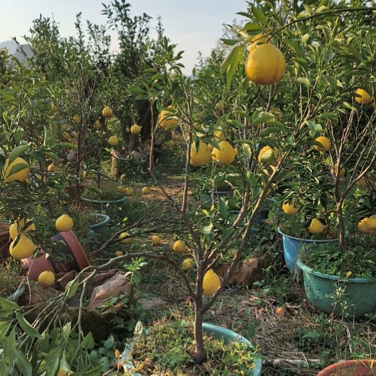 用***4正宗广西桂林砂糖橘果树熟桩盆景