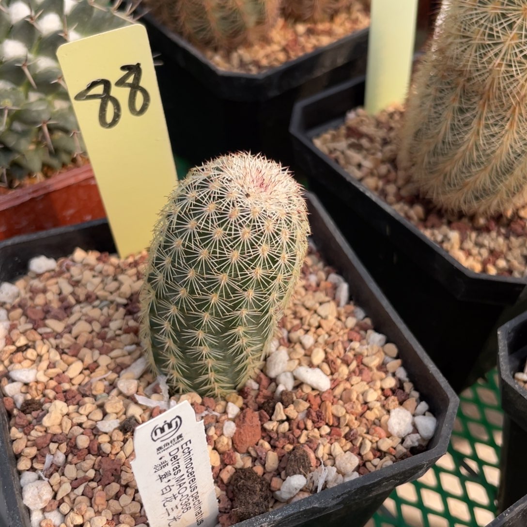 鹿角柱实生仙人球翡翠白花三光