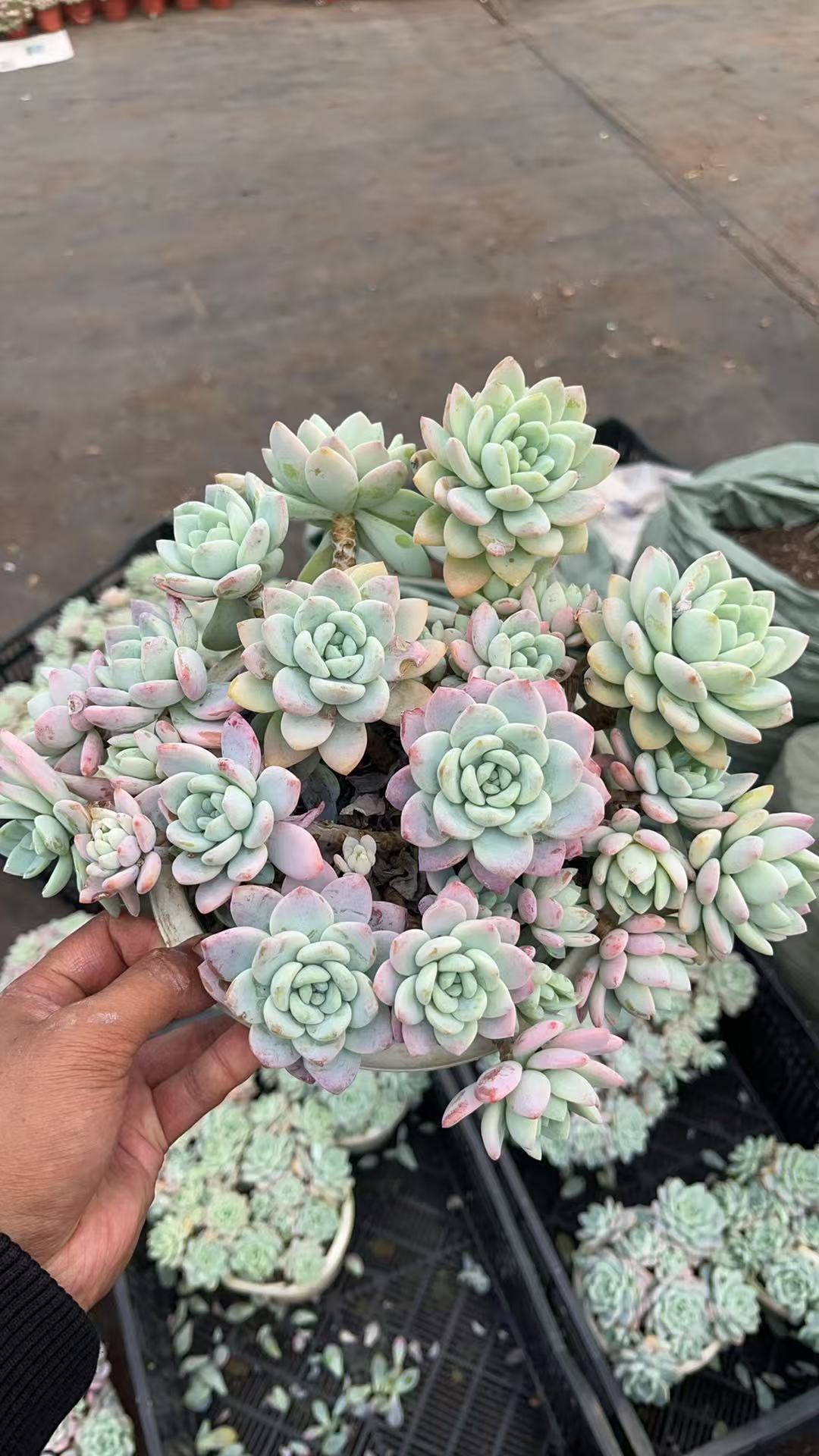 冷香 多肉植物绿植  鲜花盆栽基地 源头栽种易活 