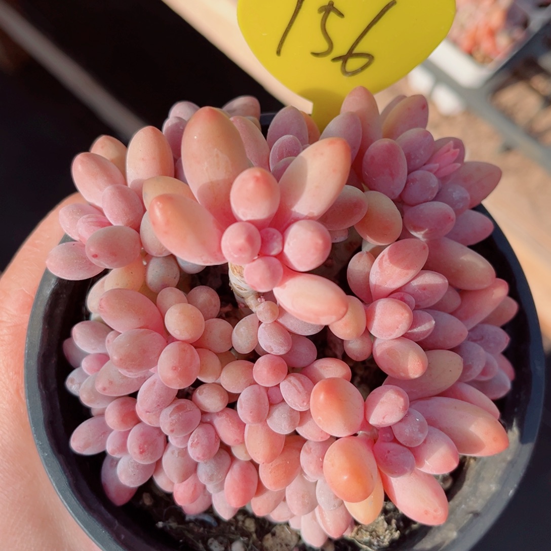 156号小老桩婴儿手指群