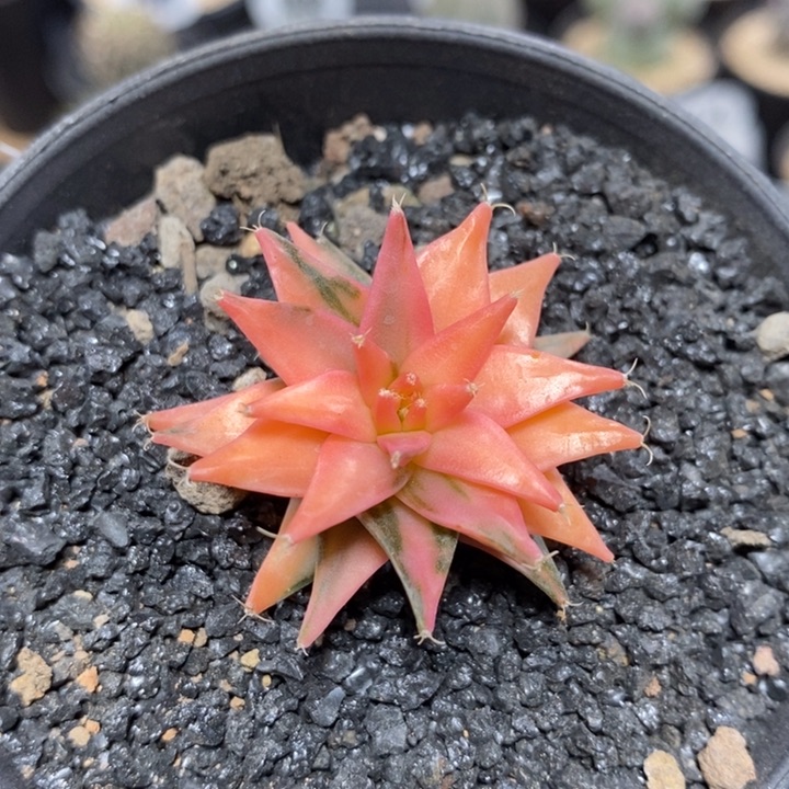 实生帝冠锦233号3.7cm