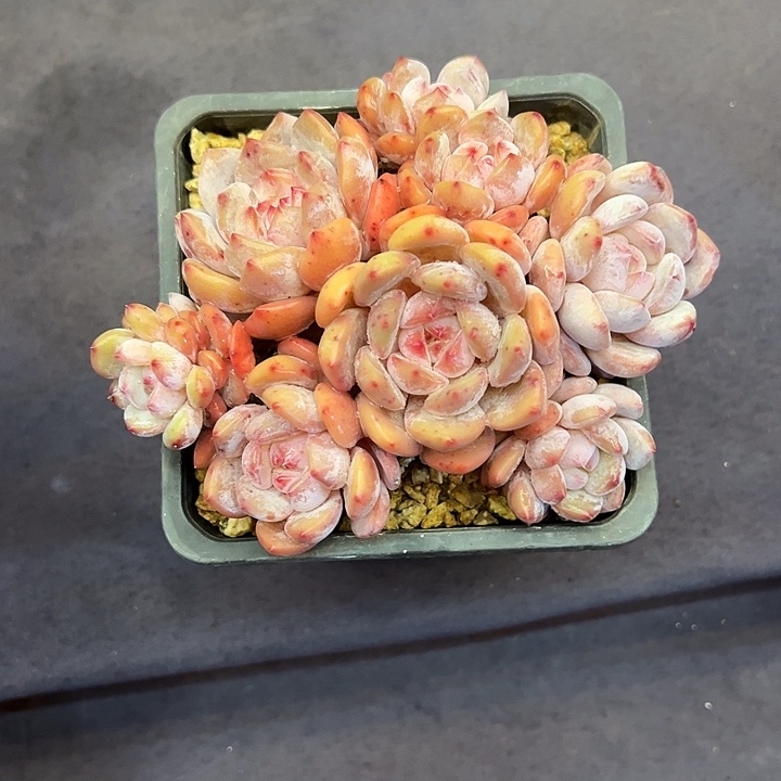 石榴籽新年开播福利