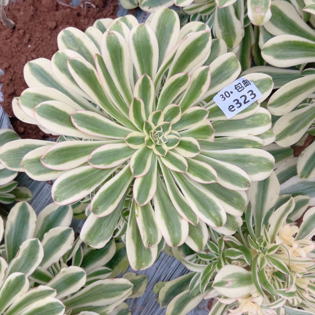 323保时捷多肉法师