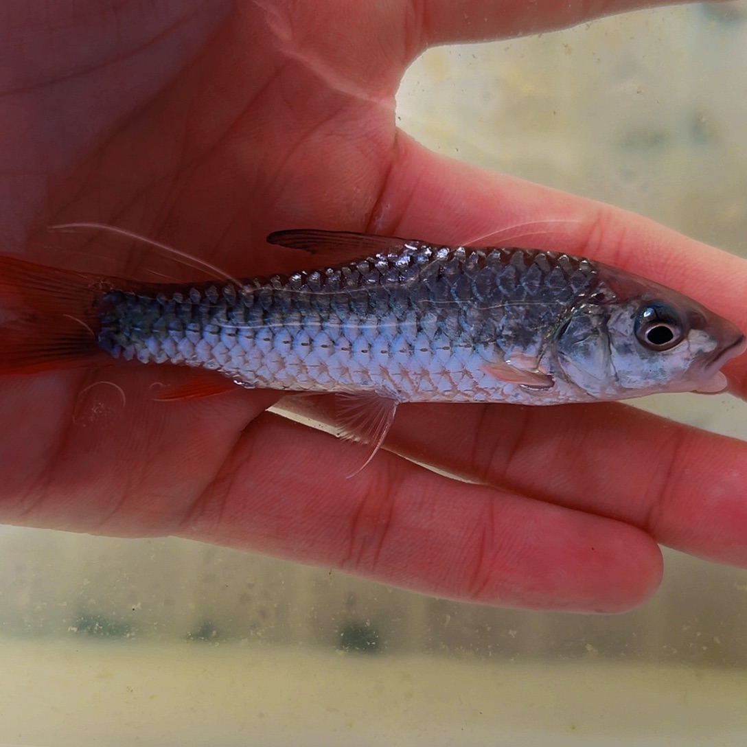 吉罗鱼蓝彩虹9.8厘米一条