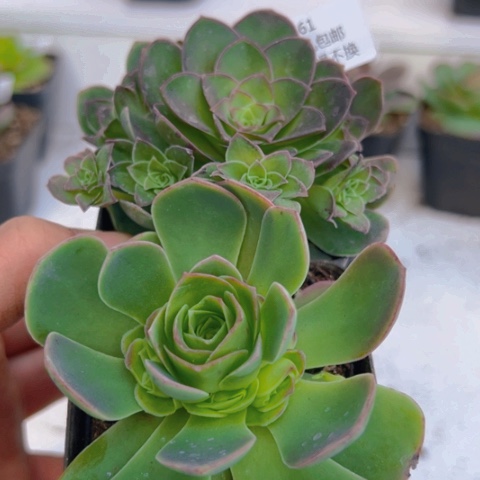 661 山地玫瑰基地福利