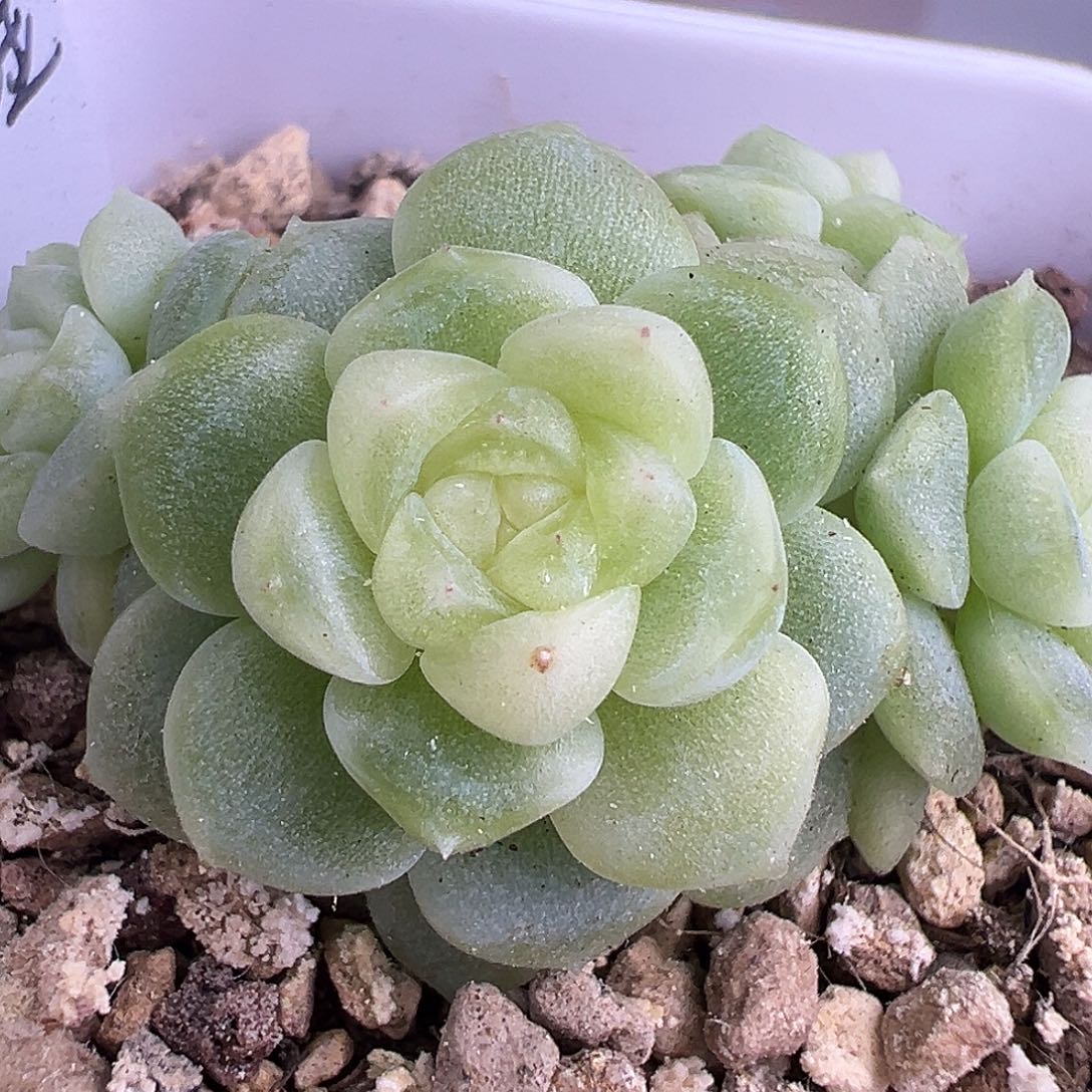 四头现金财富密码。 