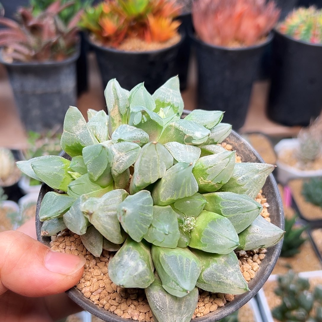 冰城蜡笔群母本一颗