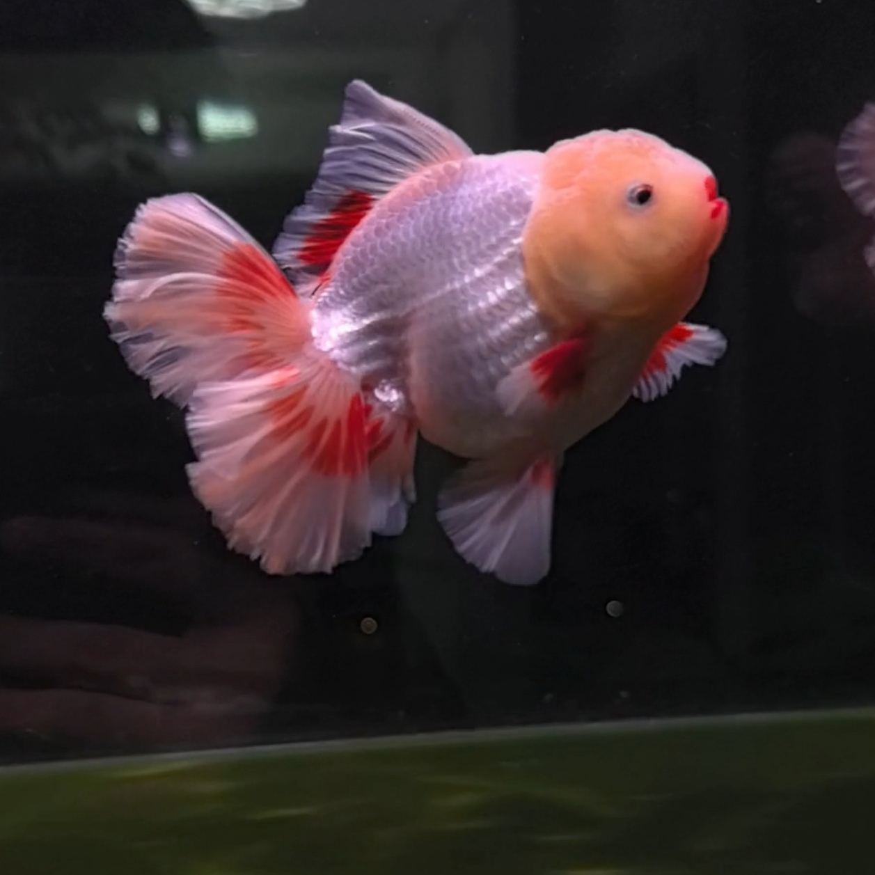 千褶尾泰狮金鱼观赏鱼活体冷水鱼好养活