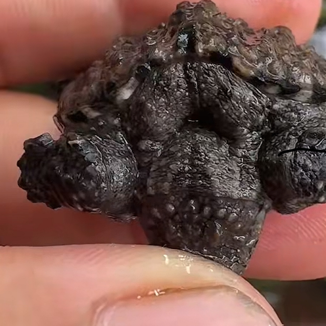 顶墨苗活体小乌龟黑腹全墨中华草龟外塘浅水龟观赏冷水宠物小龟苗