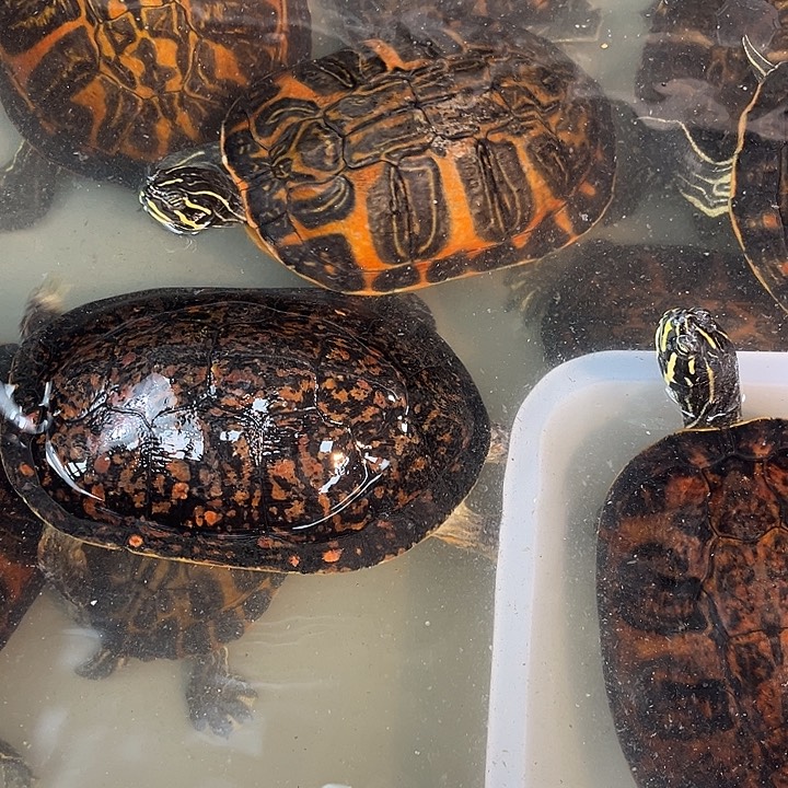 绿毛龟母冷水外塘火焰龟一拍一物专属链接