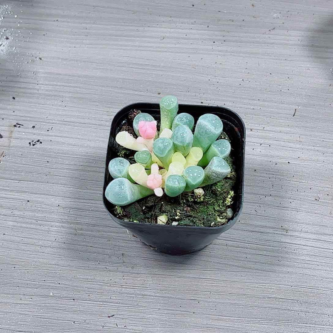 五十玲玉一勿一拍