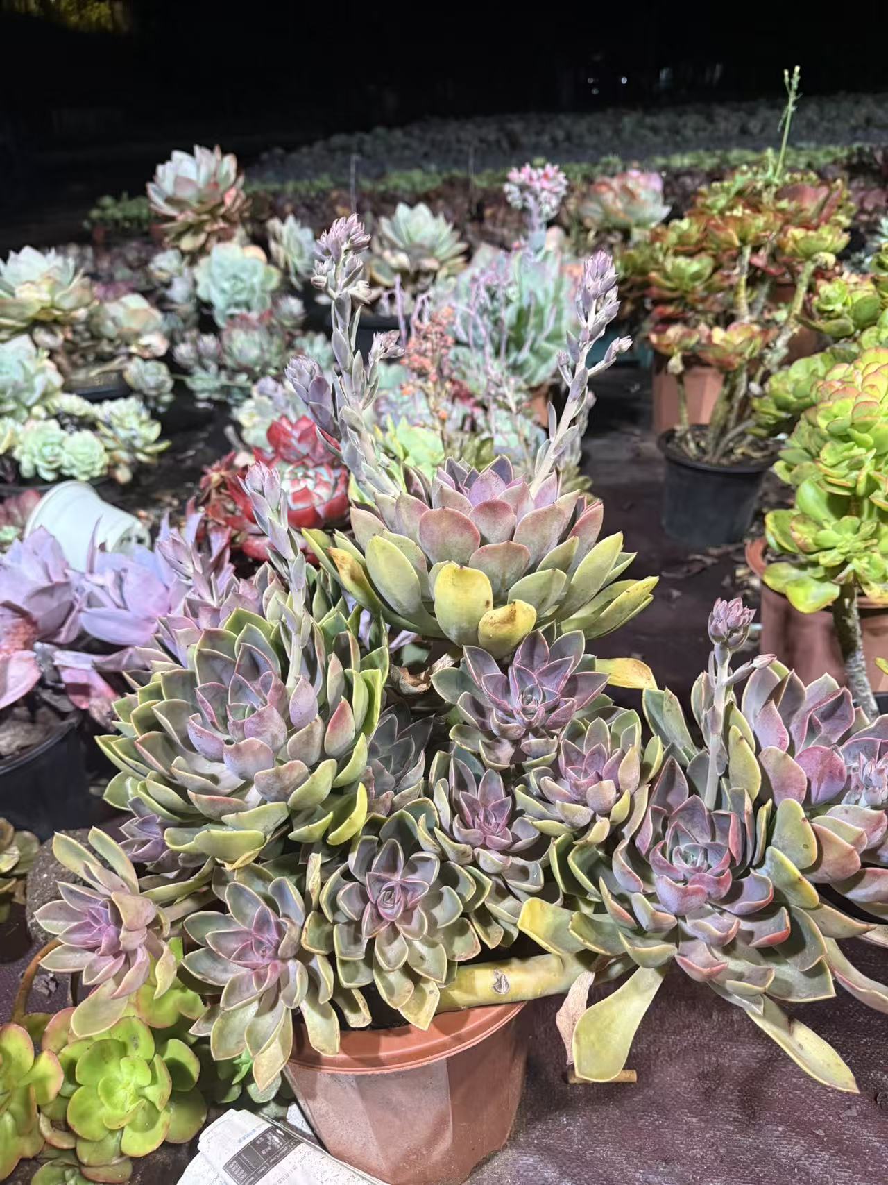 精品多肉    琼斯