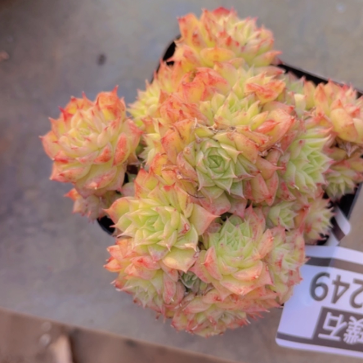 【闪购商品】麦秆25249多肉