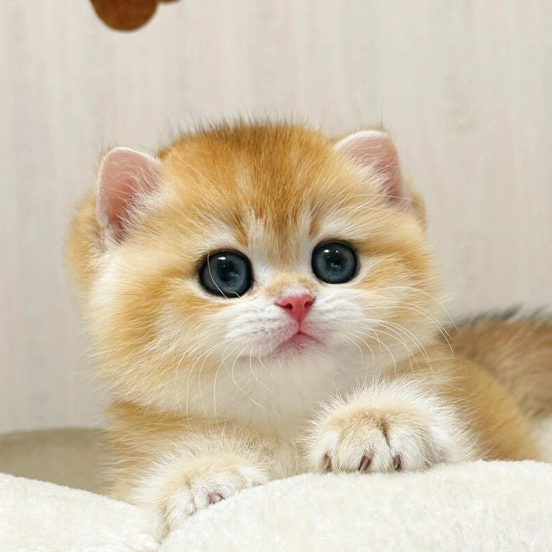 【吉米熊宠物猫】 活体猫猫