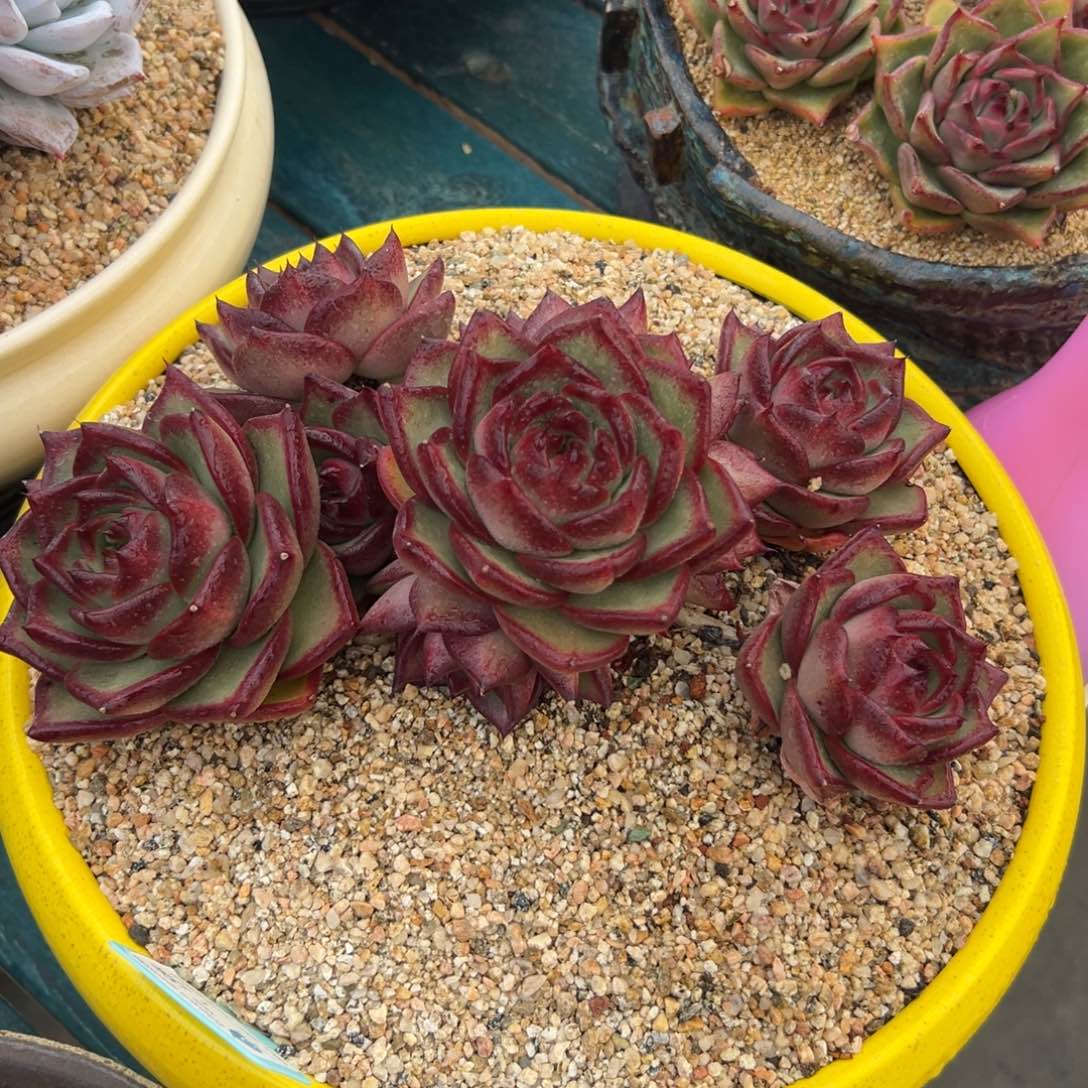 多肉一物一拍0205-555