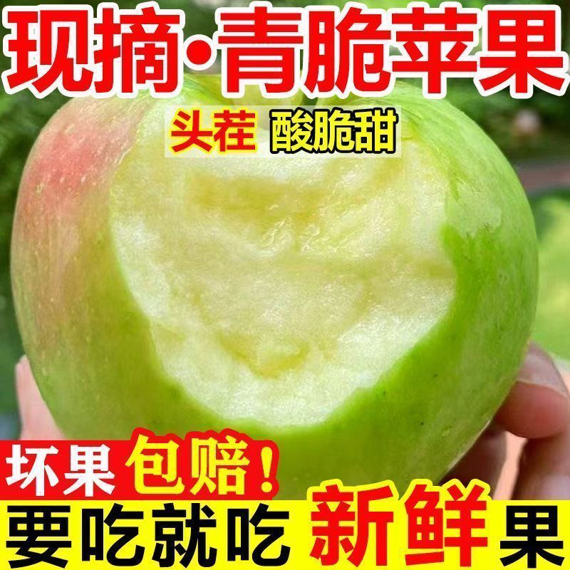 A新鲜陕西脆甜青苹果当季水果新鲜采摘产地直发