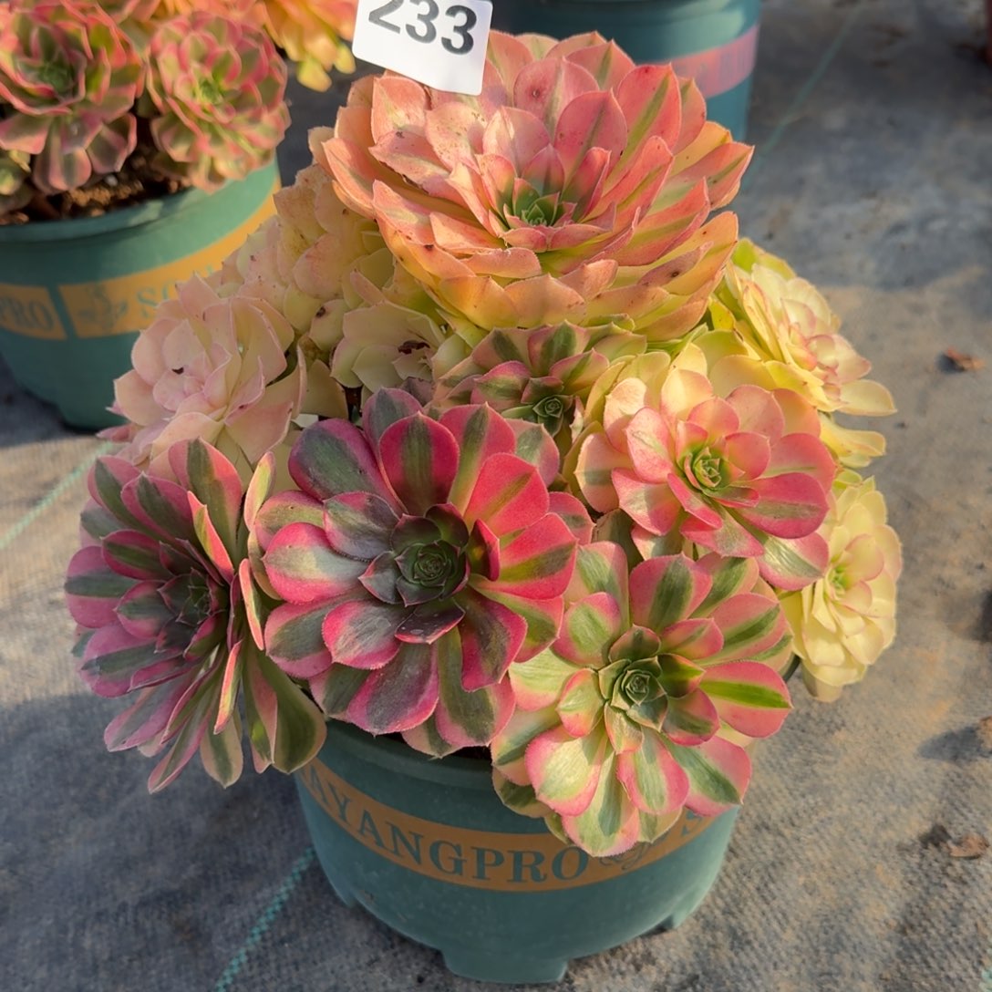 233雨河多肉植物福利