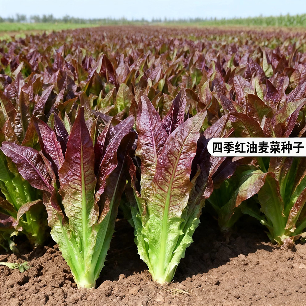 四季红油麦菜种子阳台蔬菜种子四季播种种子阳台易种蔬果菜种籽孑