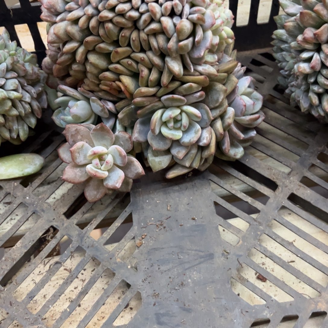 香***香多肉植物多肉植物