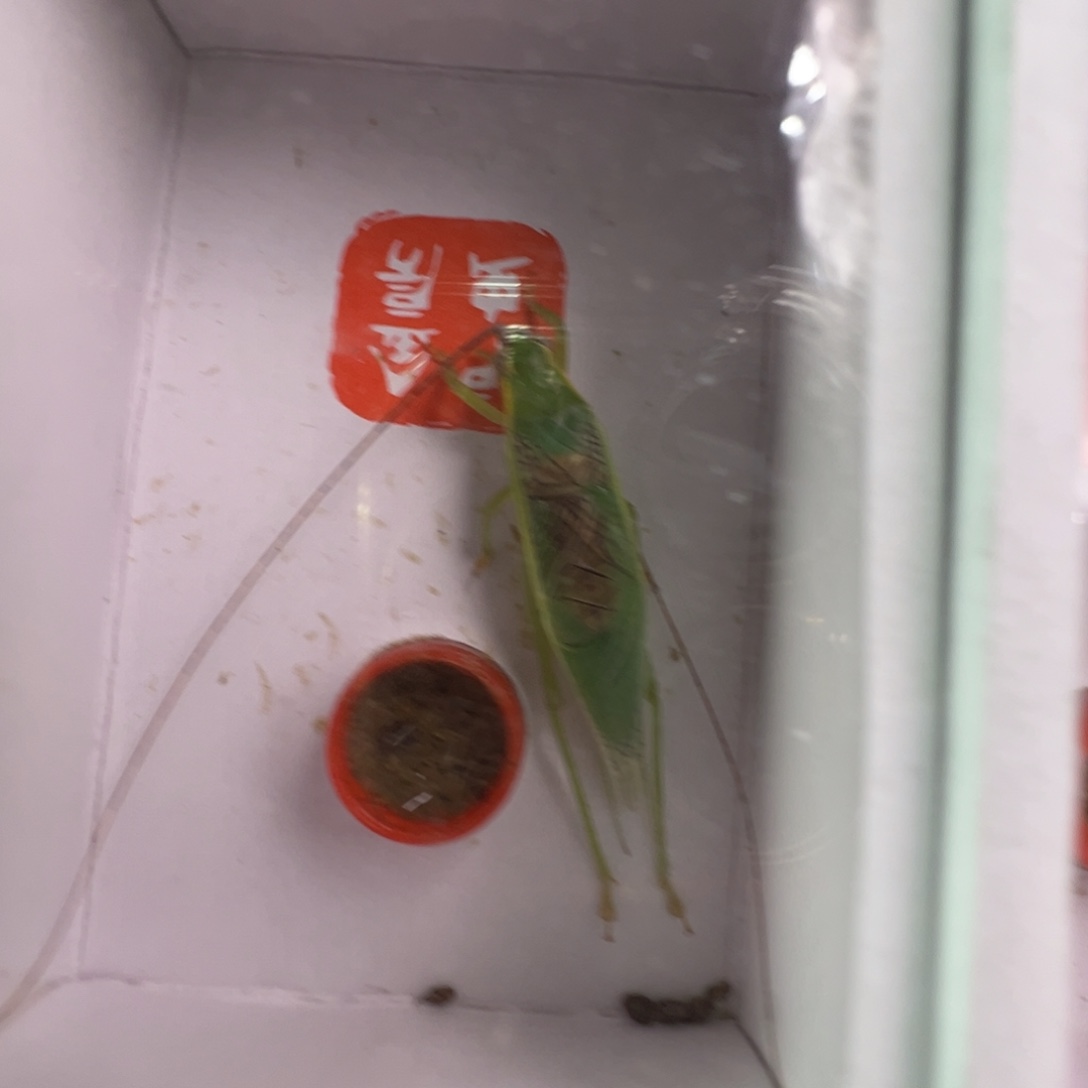 长须橙杆1只合适合适