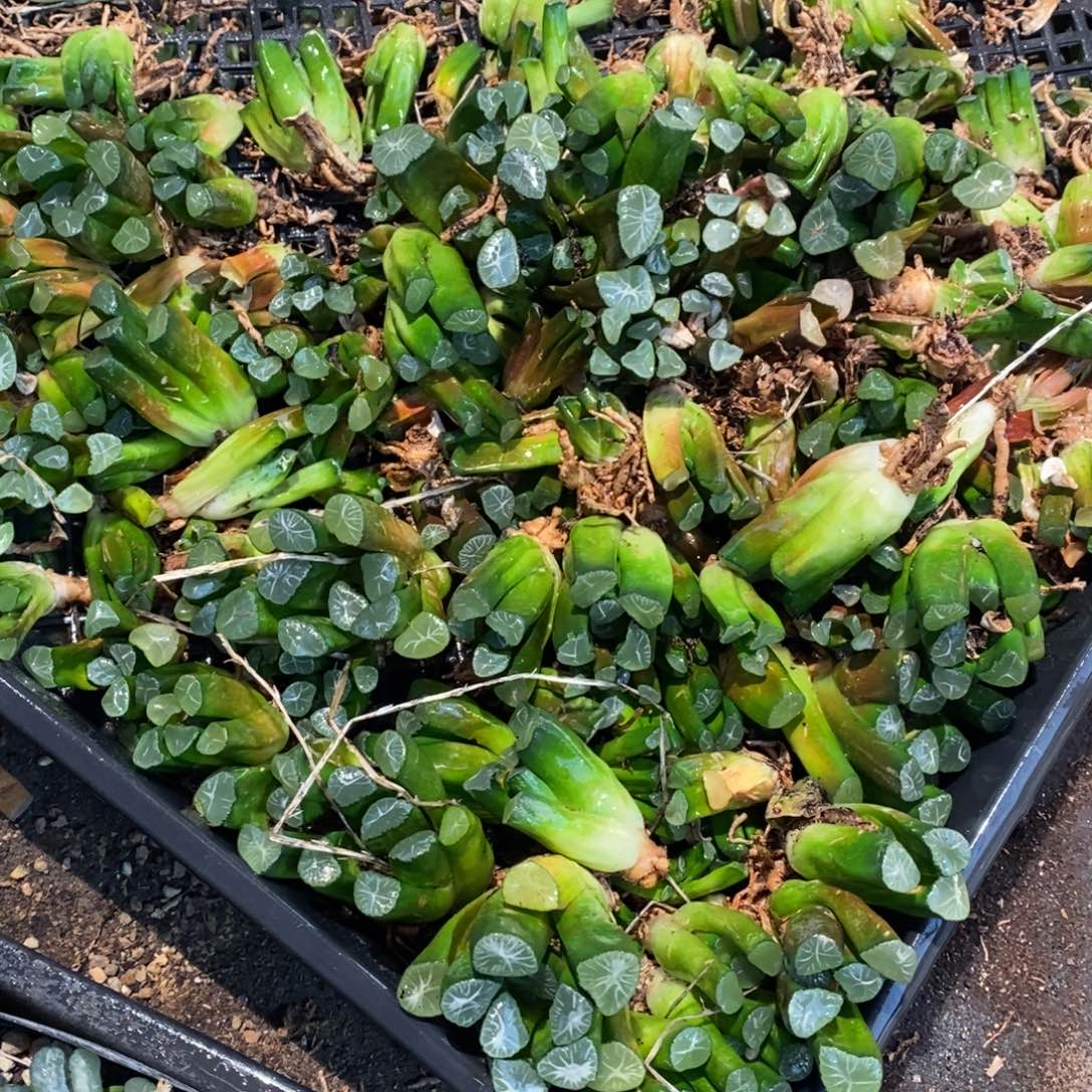 2632 一颗实生小万象 元旦整点福利