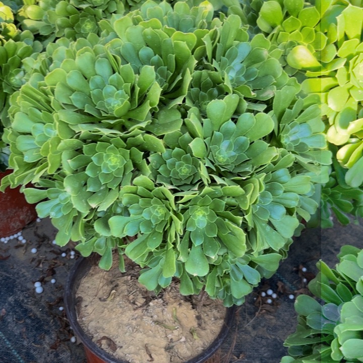 绿羊绒多肉植物捧花的