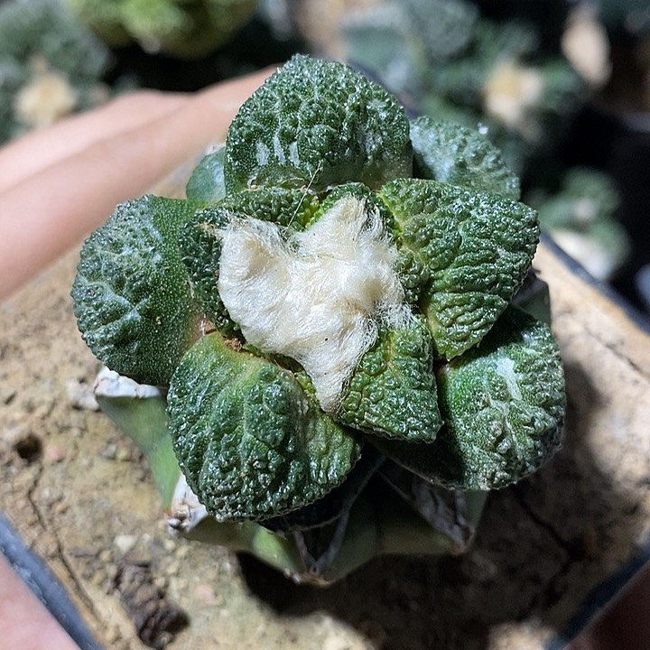 苗接龟甲牡丹。5.2cm。369号