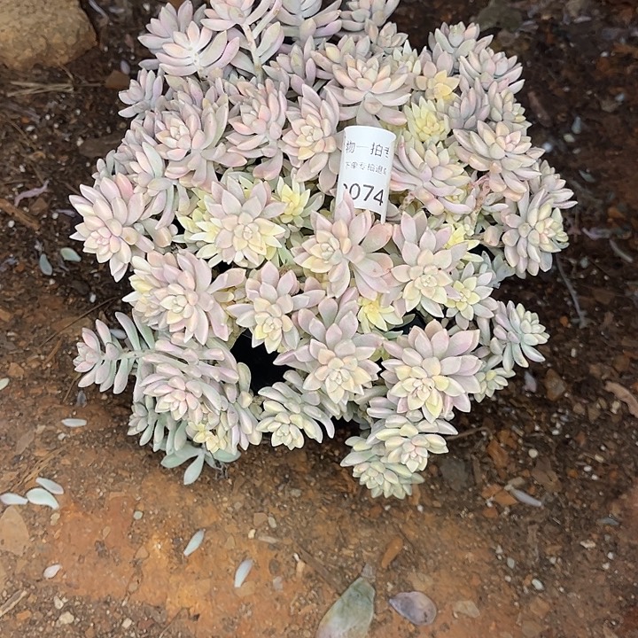 &***&姬秋丽锦群，一物一拍，不包损