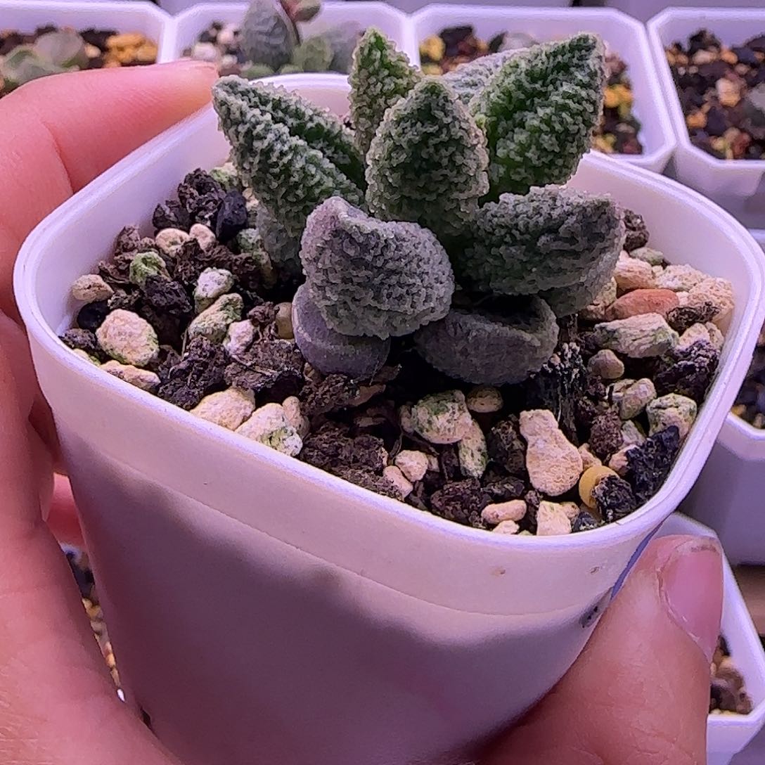 特价水泡，一物一拍