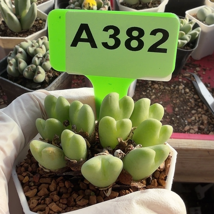 小***子382mmmnnnnnnnnnnnnnn