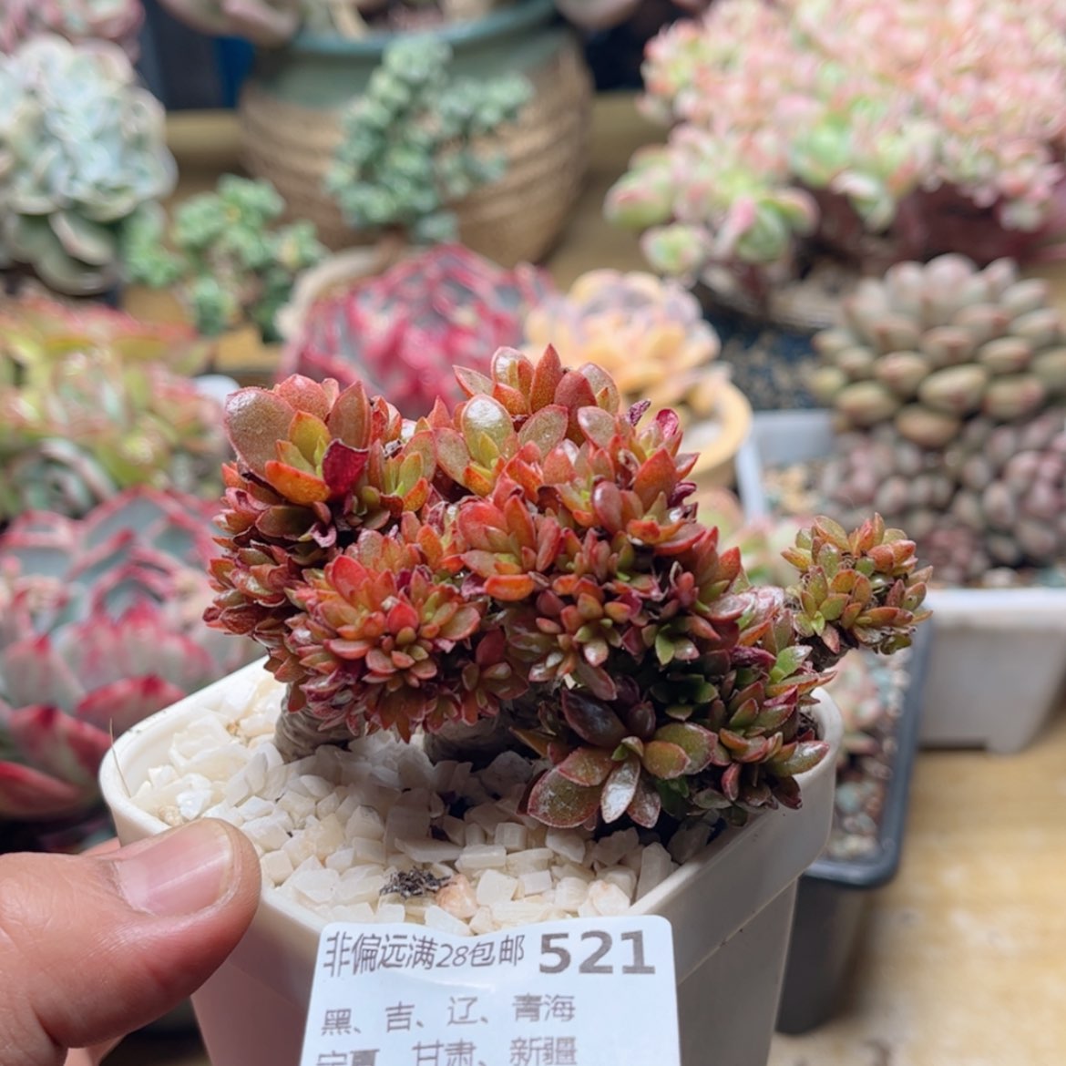 【闪购商品】521糖果