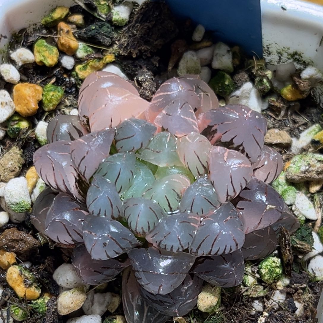 恭喜发财大吉大利765