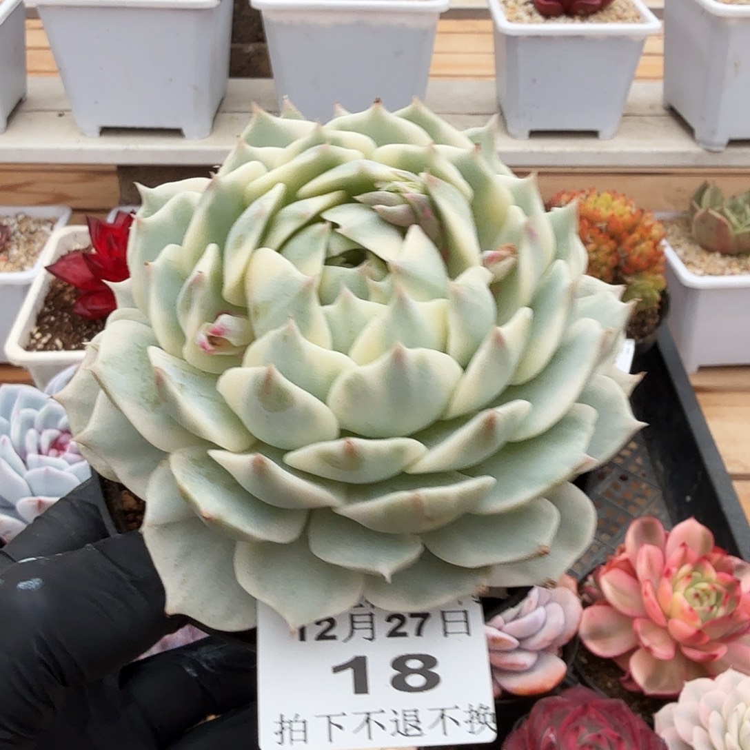 1227-18露那莲锦单头