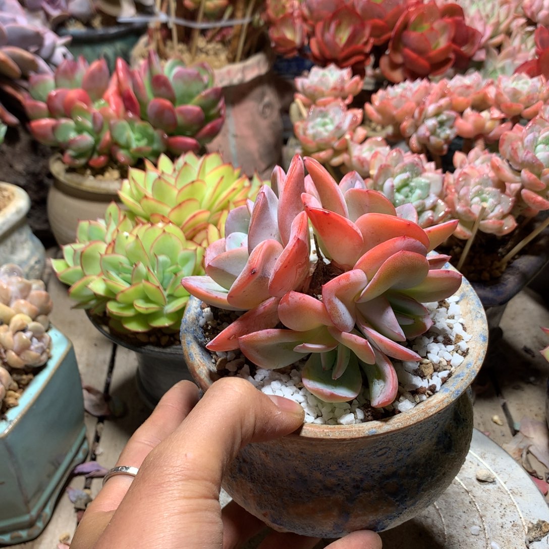 布鲁兰多肉植物duini