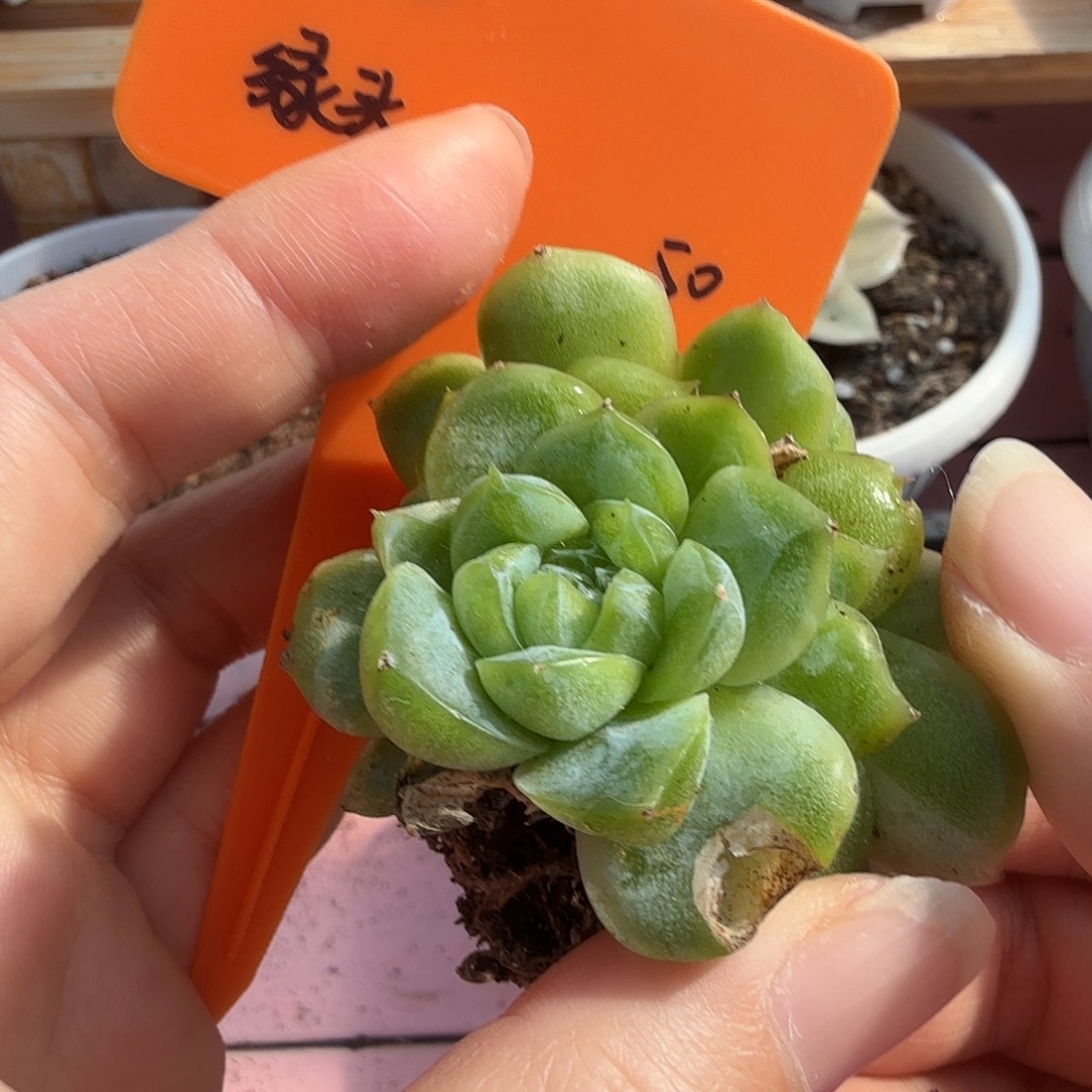 那***光绿头，珍妮，多肉植物