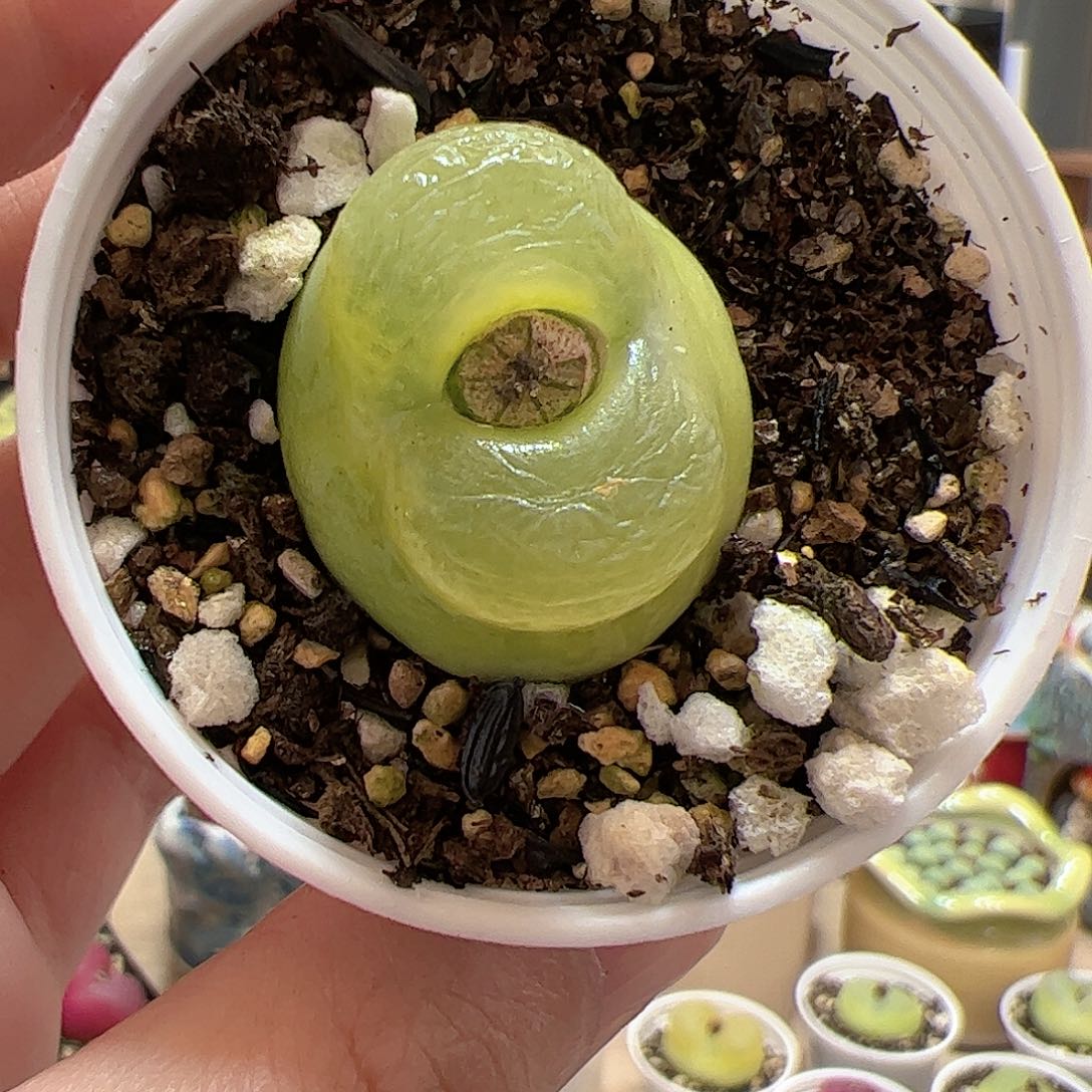 【闪购商品】154 o泡