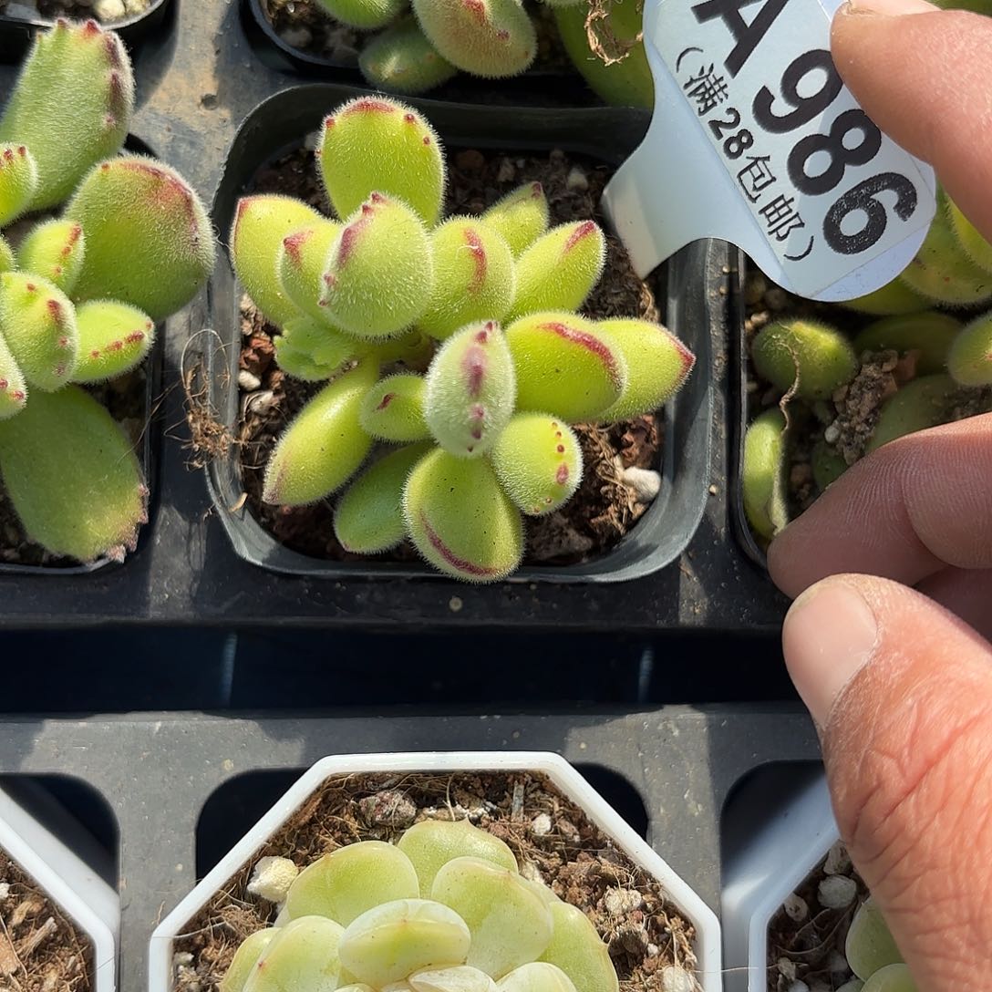 A986绿熊一物一拍