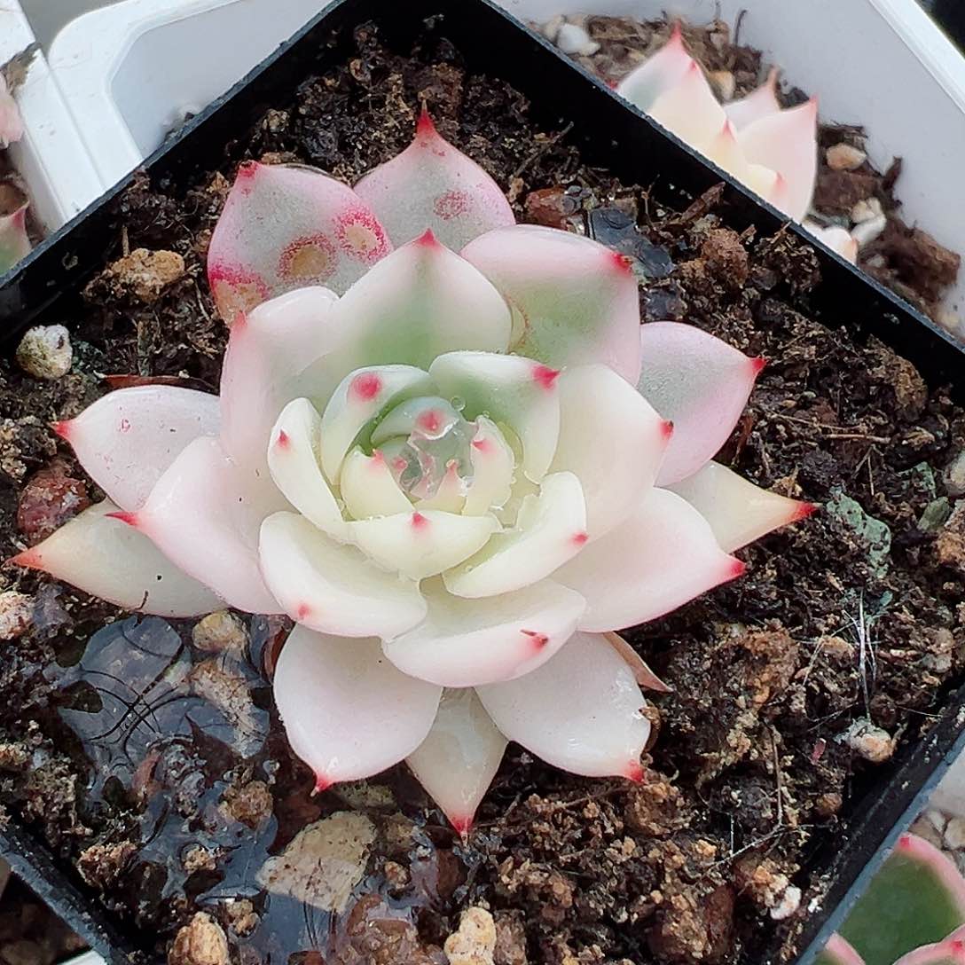 吉娃娃锦，半覆轮锦