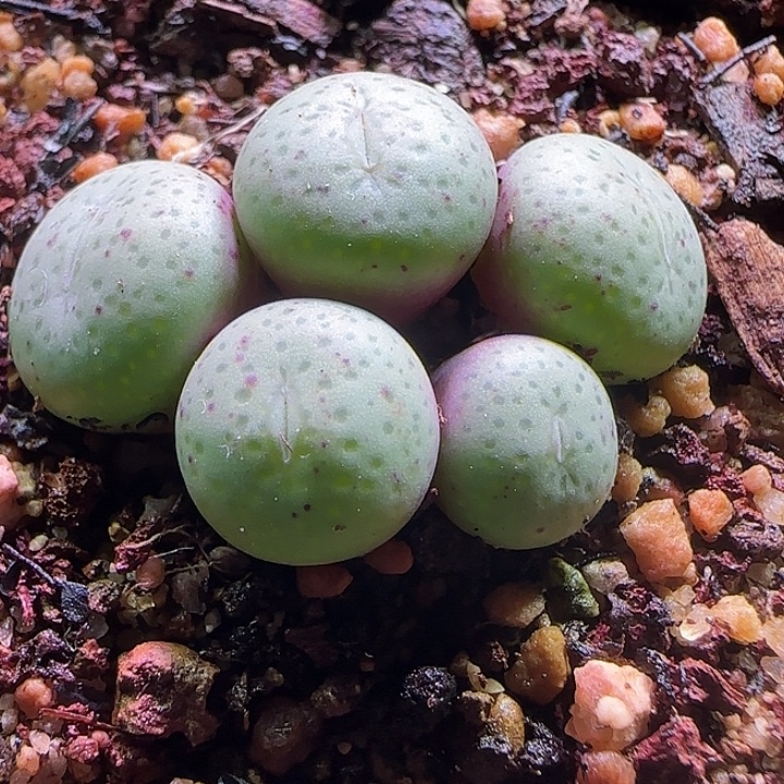 饼杂。             275