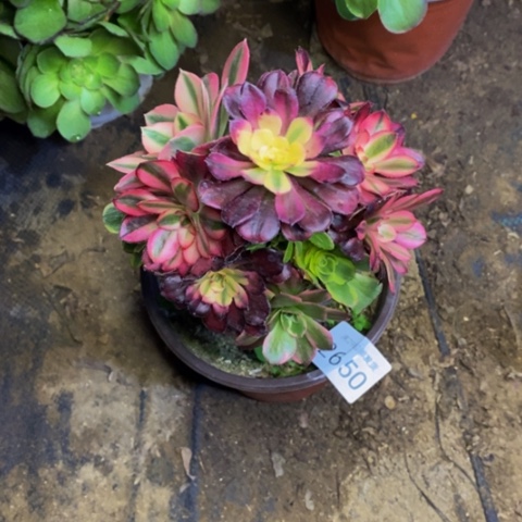 嫁接的财树多肉2650