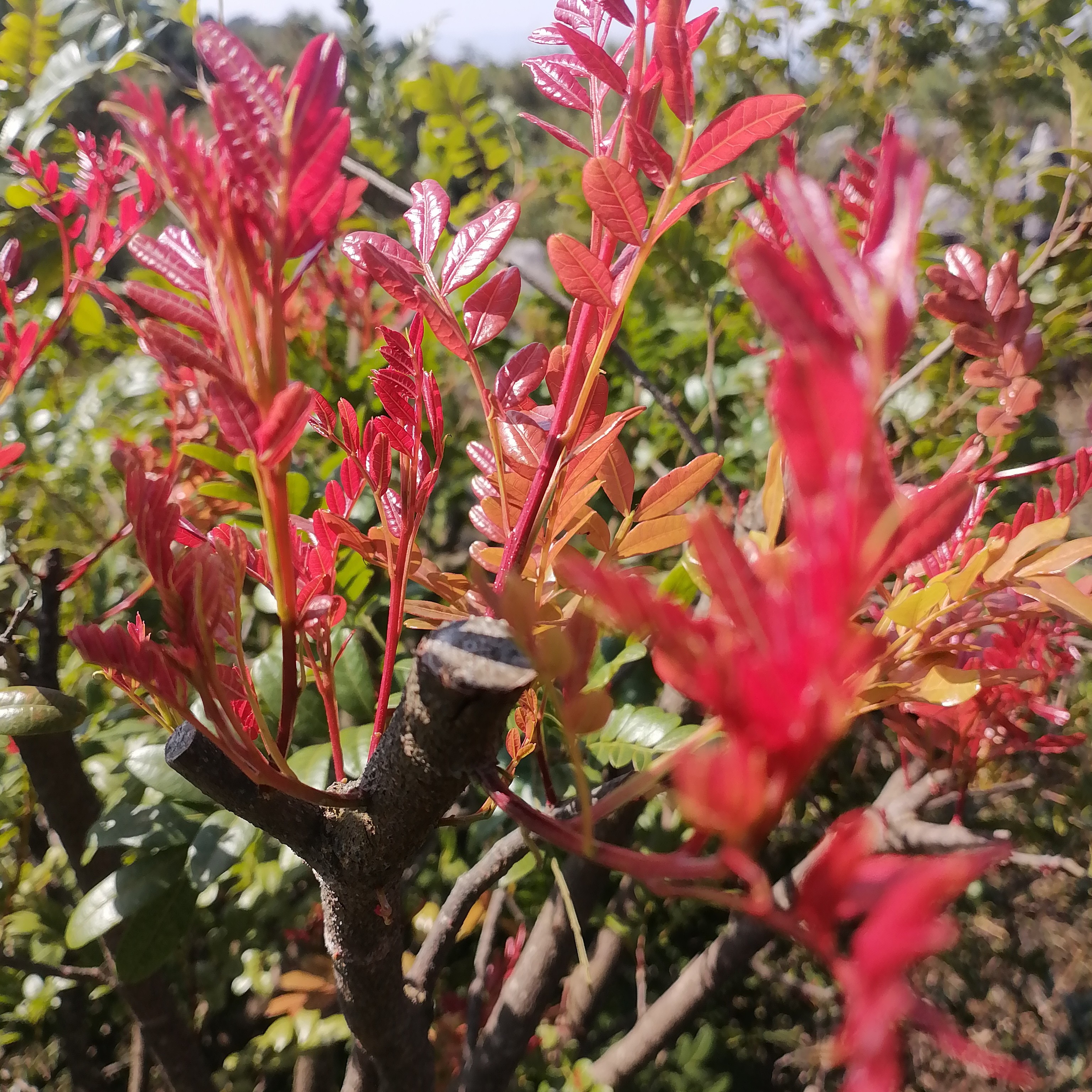 云南红芽青香木小石积十大功劳次黄连一物一拍
