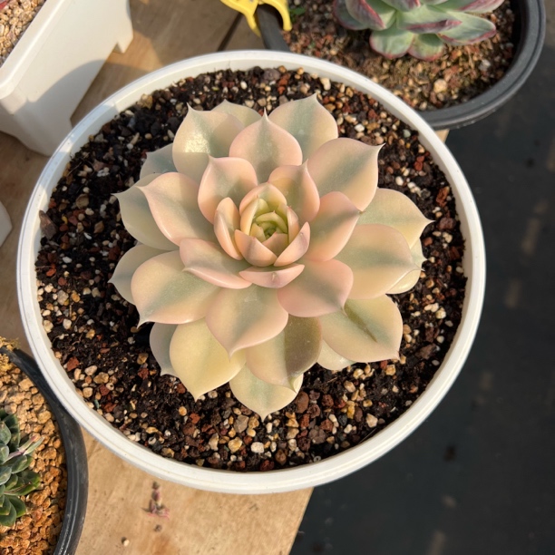 贝加尔湖锦 15公分 多肉 夏鸣园艺