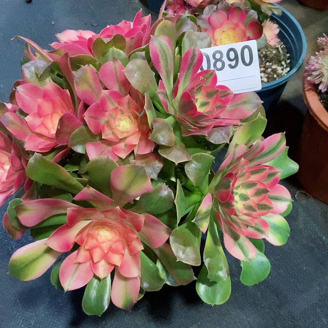 红陶?*?0890香妃4多肉像球